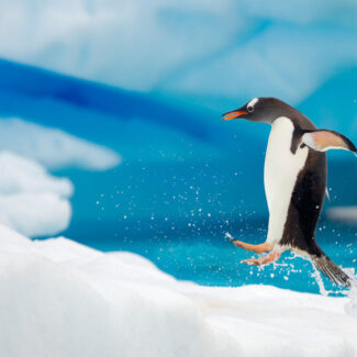 Pingüino saltando fuera del agua