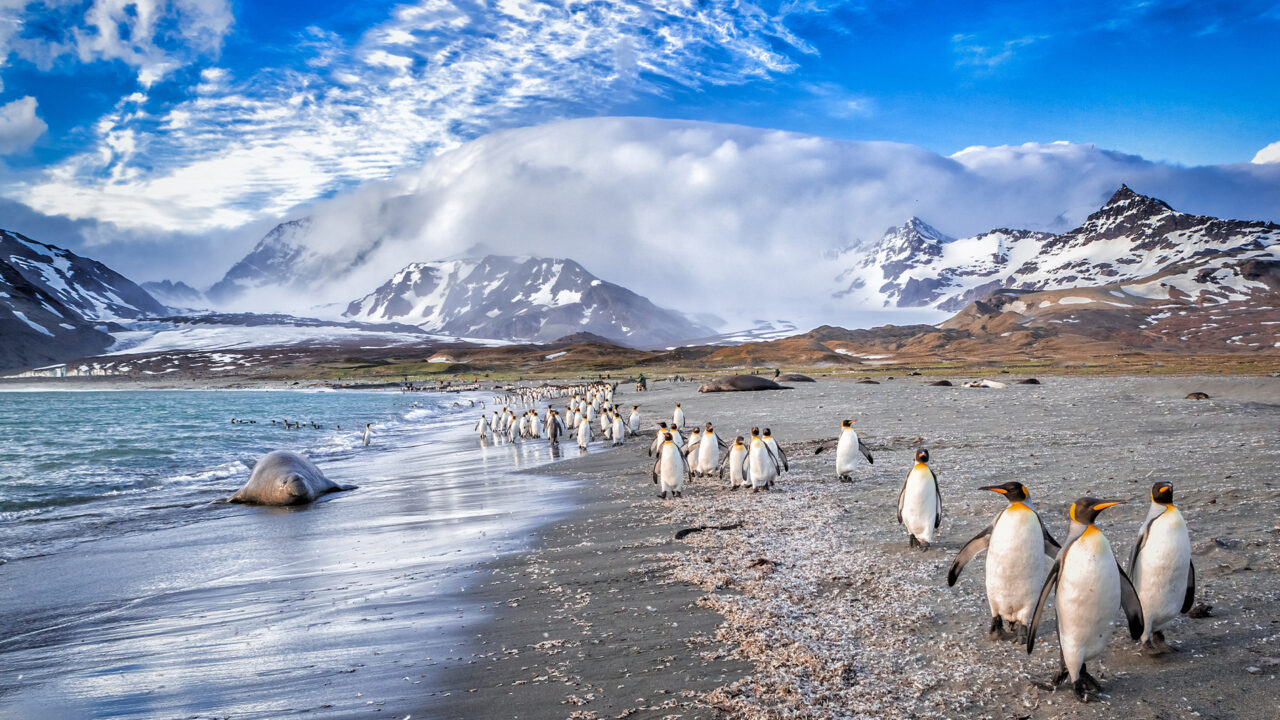 Falkland Islands - South Georgia - Antarctica (19D)