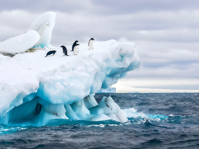 antarctica cruise emperor penguins