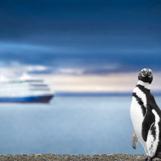Pingüino con un crucero de fondo